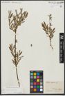 Foto von Salix repens L. x Salix viminalis L.